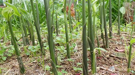 陰生植物 一覧|陽性植物と半陰性植物と陰性植物の野菜一覧【家庭菜園で役立つ。